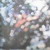 Pink Floyd Obscured+By+Clouds CD
